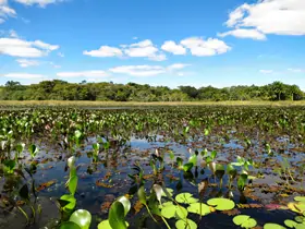 Pantanal do Marimbus • Lençóis